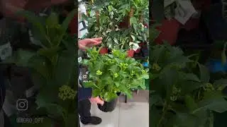 Гортензии в Махачкале