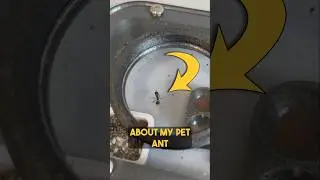 My Pet Ant Called “Newt”!