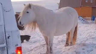 ВАРЗУГА. РЫБАЛКА в УСТЬЕ РЕКИ.КОРЮШКА БЕЛОГО МОРЯ. 