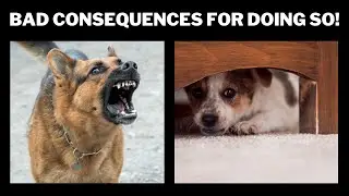 5 Consequences when punishing a dog!