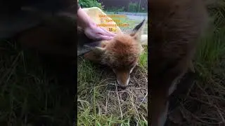 Никто не хотел трогать умирающую лису , а я погладил ее 🦊😢 / the fox is dying / fox