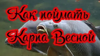 How to catch carp in May with a float rod. Where to find carp fishing gear in the spring.