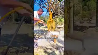 Выращивание мебели. Арбоскульптура 