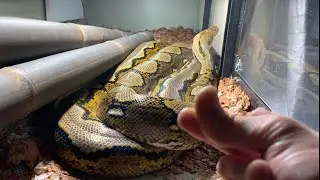 Reticulated Python Clicking Experiment. Come to me my snake. 28/02/23