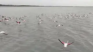 SCARED AND FUNNY FLAMINGOS RUN FOR THEIR LIVES FROM A MINI DRONE