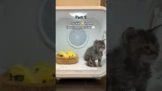 Chickie 🐥 in the floofing machine ☁️ post poop-splosion 💩💥 
