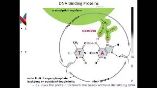 Experimental Techniques in Molecular Biology, Part 3