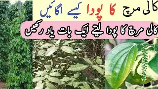 Piper nigrum | piper nigrum plant | black pepper plant in Pakistan | how to grow black pepper | ctv