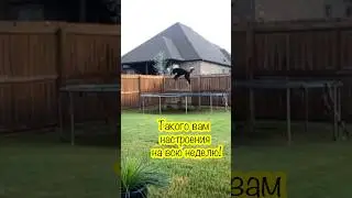 Всем доброго утра и хорошего настроения! #юмор #доброеутро