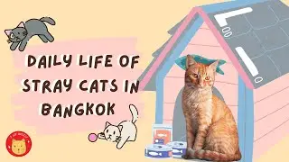 Daily Life of Stray Cats in Bangkok