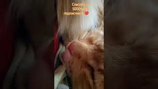 Марсик спит💗😺