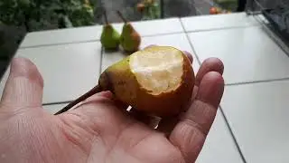 НИКАК НЕ ВЫЙДЕТ ЗА ДВОР! ПРОКЛЯТОЕ МЕСТО??