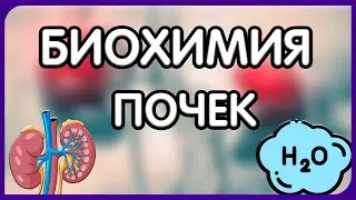 Биохимия. Лекция 61. Биохимия почек