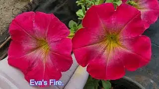Petunias new varieties