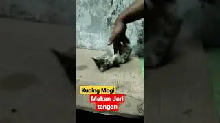 Makan jari tangan 😱 !!