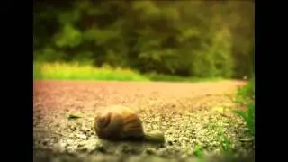 Snail Going up The Country