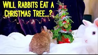 Can Rabbits Eat Christmas Trees....? Rabbit Christmas ASMR Party w/ DIY Treat!