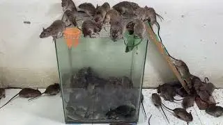 The best way to catch the mouse/The 10 most effective mouse traps on the planet