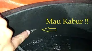 Hilang dan berkurangnya burayak lobster usia 10 hari. redclay freshwater juvenil
