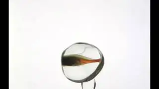 A fish swimming in microgravity