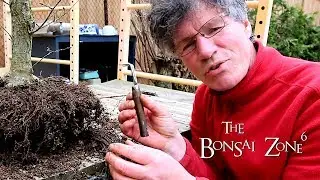 Repotting My American Elm, The Bonsai Zone, April 2019