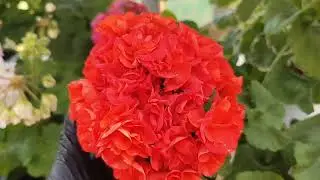 Пеларгонии стараются меня порадовать.