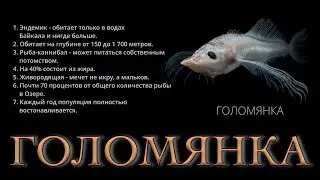 Рыбы Байкала. Голомянка. Full HD