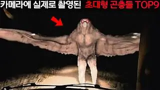 야생의 팅커벨이(가) 나타났다!