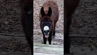 Ouch! Baby's Got Hurt! 