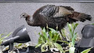 A Rare Wild Turkey in Midtown Manhattan 🦃🏙️