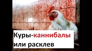 Куры каннибалы или расклев