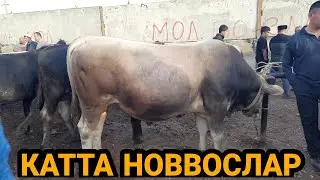 21 мая 2022 г АНДИЖОН ХУЖАОБОД МОЛ БОЗОРИ НАРХЛАРИ ANDIJON XÒJAOBOD MOL BOZORI NARXLARI ZOXID ЗОХИД