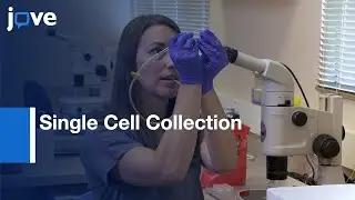 Single Cell Collection: Trophoblast Cells- Peri-implantation Stage Human Embryos l Protocol Preview