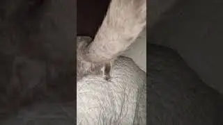 толстые ляхи....