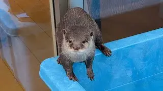 スイカをマグロと間違えないカワウソと子供に抱きしめられる猫 Watermelon and otter, cat hugged by a child