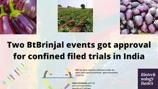 Bt Brinjal got approval for Confined Field evaluation trials from GEAC India