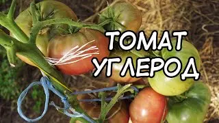 Томат Углерод. Победитель в номинации 
