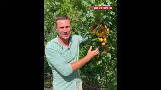 абрикос Петр комаров
