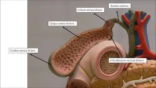 Pankreas, duodenum, dalak (splen, lien) ve safra kesesi (vesica biliaris) anatomisi işaretli