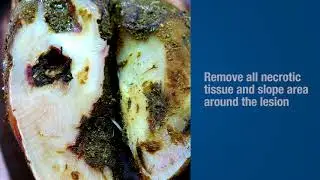 How to: Instructional Guide to Conduct a Dairy Hoof Therapeutic Trim