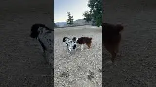 YOU CANT JUKE MURPH #juke #football #nfl #espn #puppy #funny #fail #dog #best #short #viral #cute