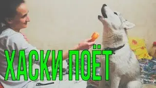 Хаски Капелла поёт что-то трагичное!