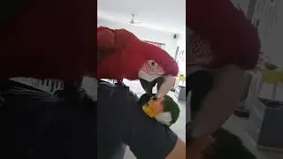 Parrot buddies