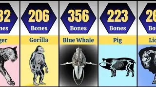 Comparison: Animals by number of bones | Animal bone comparison