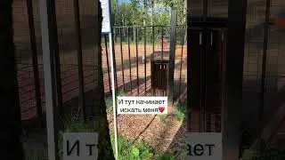 Тэффи из приюта с тяжелой судьбой вначале… нужно ещё чуть-чуть время для доверия и любви🙏🏼❤️