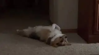 Corgi Being Funny