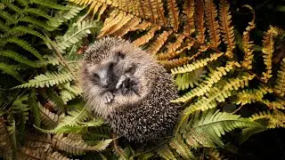 23 Animals that Hibernate During the Winter and Summer | Coolest Hibernating Animals