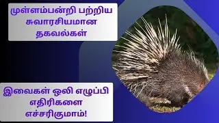முள்ளம்பன்றி 🦔 பற்றிய சுவாரசியமான தகவல்கள்| BMNatureNuggets | #hedgehog #porcupines #trendingvideo