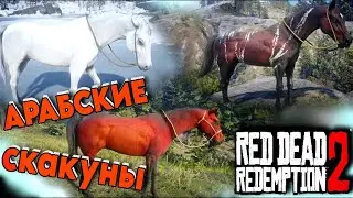 Где найти 3-х ЛУЧШИХ Арабских лошадей в RDR2 | Red Dead Redemption 2