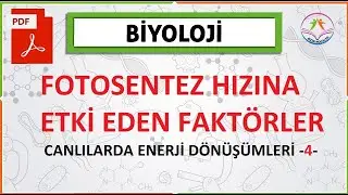 FOTOSENTEZ HIZINA ETKİ EDEN FAKTÖRLER ( CANLILARDA ENERJİ DÖNÜŞÜMLERİ)